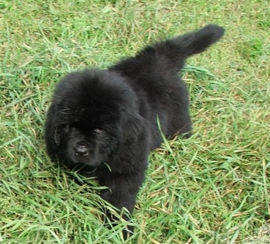 Фото: ньюфаундленд Plushevaya Panda Schokolad de Ljuks (Плюшевая Панда Шоколад де Люкс)