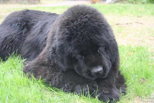 Фото: ньюфаундленд Skippers Open Arms