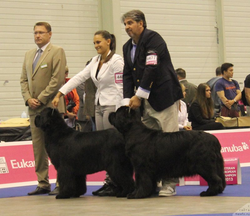 Фото: Суки, класс ветеранов
 Отл. 1, ЛВ THICKISH NEWFOUNDLAND QUINCE PIE QUINN, Италия
 Отл. 2 THICKISH NEWFOUNDLAND QUI QUO QUA Италия