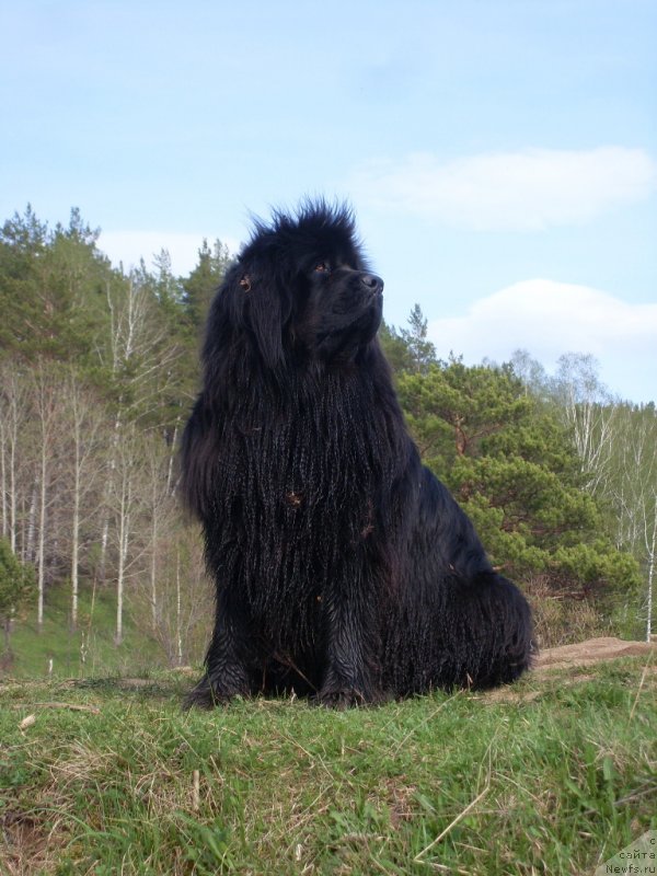 Фото: ньюфаундленд Penelopa ot Sibirskogo Medvedya (Пенелопа от Сибирского Медведя)
