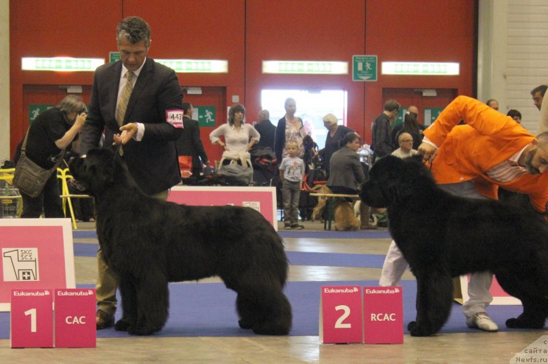 Фото: VERY FAIRWEATHERS'S YOU'RE STILL THE ONE и THICKISH NEWFOUNDLAND TWILIGHT