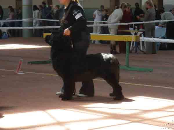 Фото: ньюфаундленд Plushevaya Panda Barhatnaya Roza (Плюшевая Панда Бархатная Роза)