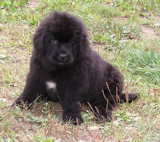 Фото: ньюфаундленд Plushevaya Panda Schakira Boginja Sveta (Плюшевая Панда Шакира Богиня Света)