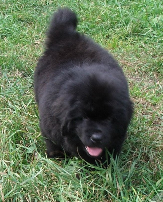 Фото: ньюфаундленд Plushevaya Panda Schakira Boginja Sveta (Плюшевая Панда Шакира Богиня Света)