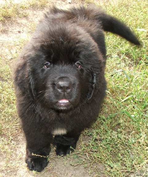 Фото: ньюфаундленд Plushevaya Panda Schakira Boginja Sveta (Плюшевая Панда Шакира Богиня Света)
