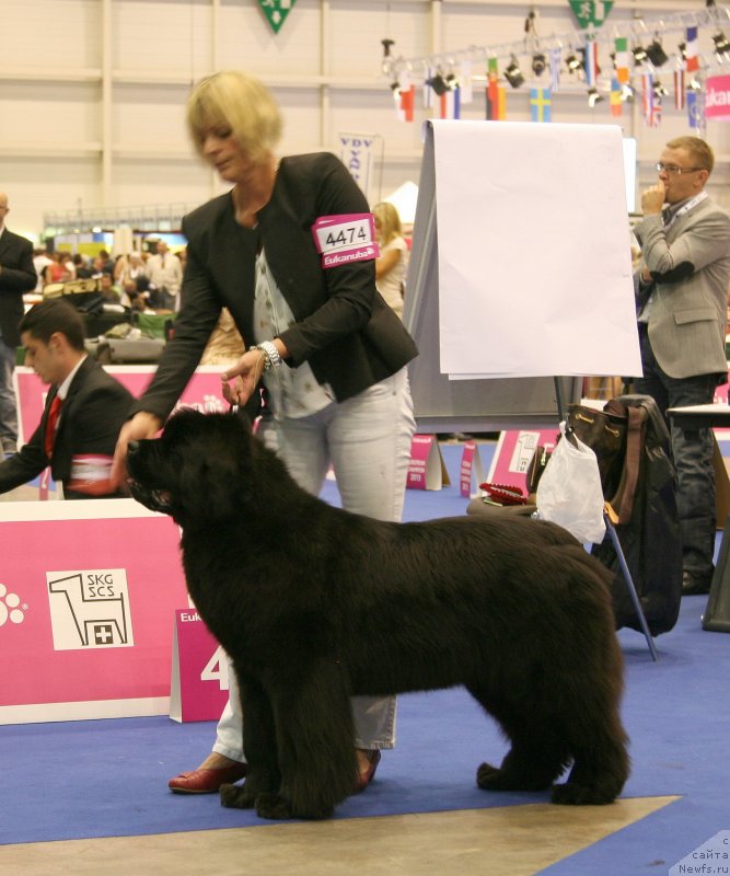 Фото: VERY FAIRWEATHERS’S VELVET FAY - отл.-4 в классе чемпионов