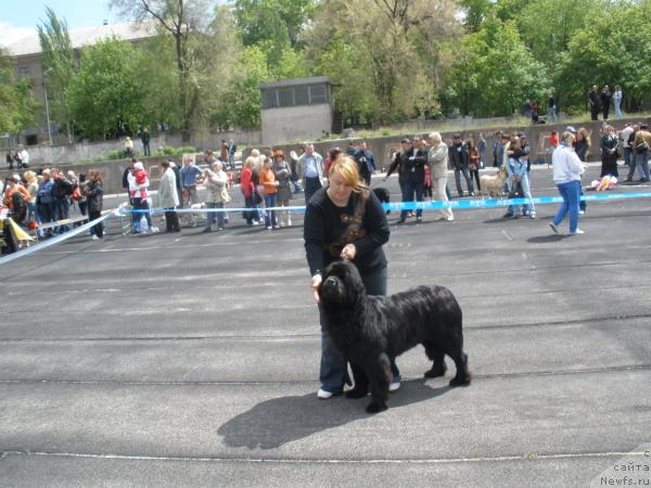 Фото: ньюфаундленд Plushevaya Panda Barhatnaya Roza (Плюшевая Панда Бархатная Роза)