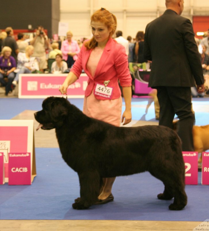 Фото: URSINUS VELUTUS PALOMA NERA