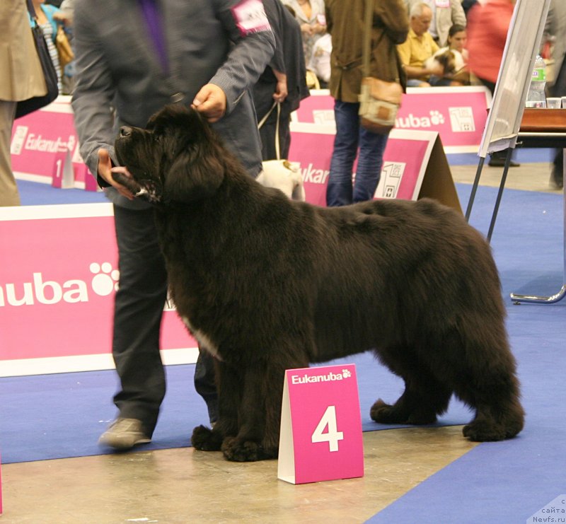 Фото: SNOW UNDER BLACK MOON AND MIDNIGHT LADY'S