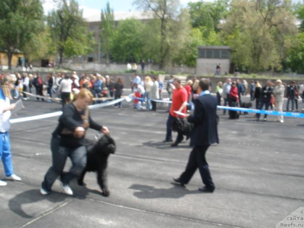 Фото: ньюфаундленд Plushevaya Panda Barhatnaya Roza (Плюшевая Панда Бархатная Роза)