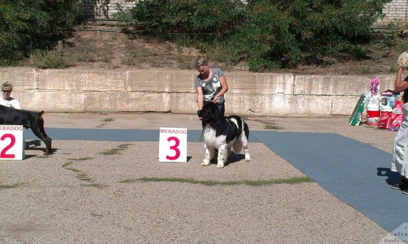 Фото: ньюфаундленд CHernyiy SHarm Vankuver (Черный Шарм Ванкувер)