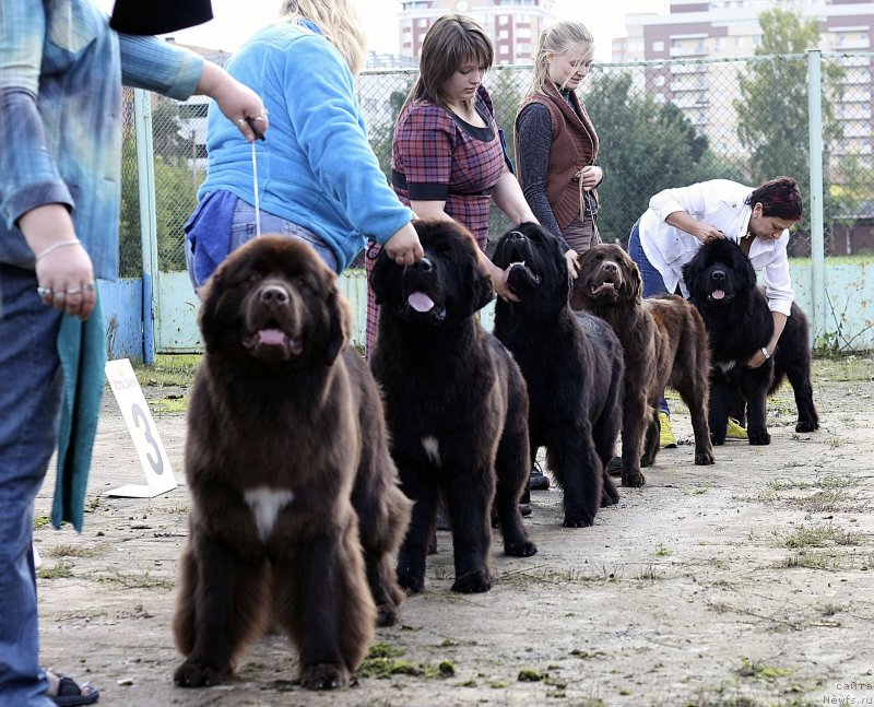 Фото: ньюфаундленд Aquatoriya Kelvin Heather Honey (Акватория Келвин Хизер Хани), ньюфаундленд Seabrooks Autumn Kiss for Sent Djons, ньюфаундленд Very Fairweathers Zhade, ньюфаундленд Chara Hani Les (Чара Хани Лес), ньюфаундленд Aquatoriya Kelvin Franshize (Акватория Келвин Франшиза)