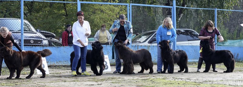 Фото: ньюфаундленд Chara Hani Les (Чара Хани Лес), ньюфаундленд Aquatoriya Kelvin Franshize (Акватория Келвин Франшиза), ньюфаундленд Aquatoriya Kelvin Heather Honey (Акватория Келвин Хизер Хани), ньюфаундленд Seabrooks Autumn Kiss for Sent Djons, ньюфаундленд Very Fairweather's Zhade