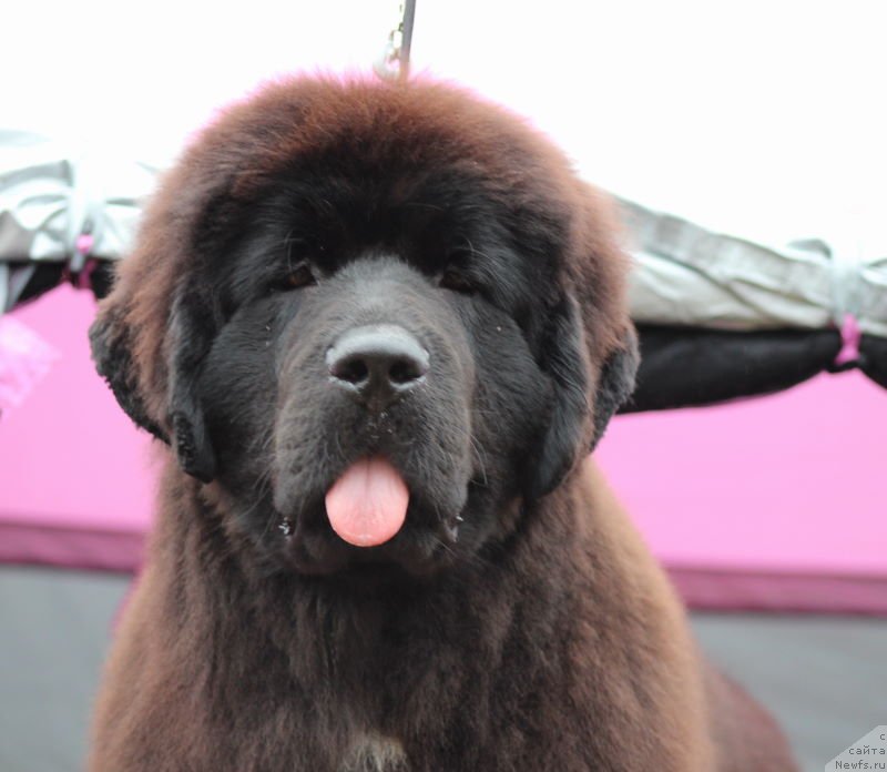 Фото: ньюфаундленд Aquatoriya Kelvin Schegol (Акватория Келвин Щёголь)