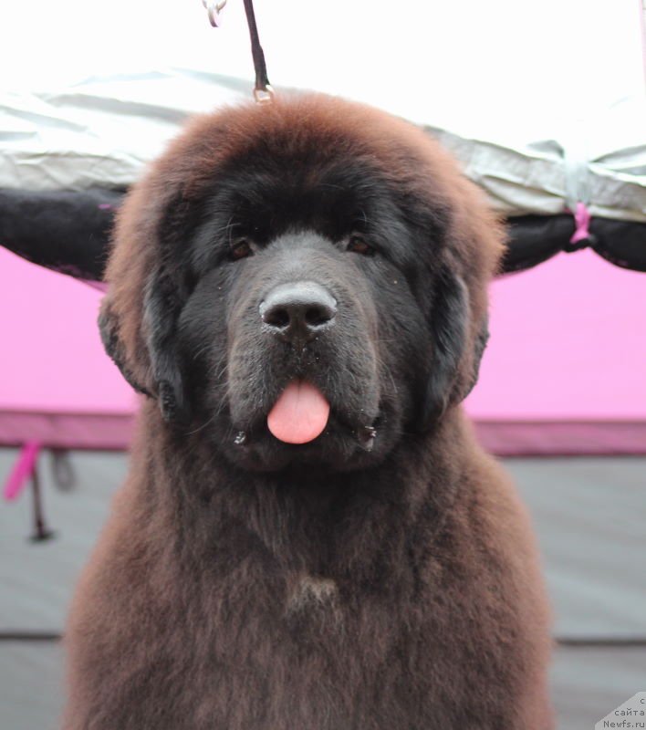 Фото: ньюфаундленд Aquatoriya Kelvin Schegol (Акватория Келвин Щёголь)