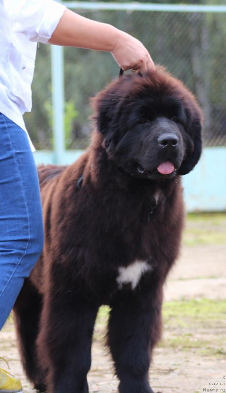 Фото: ньюфаундленд Aquatoriya Kelvin Schegol (Акватория Келвин Щёголь)