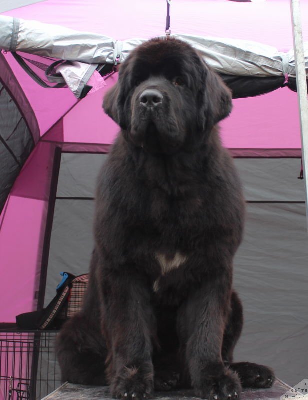 Фото: ньюфаундленд Aquatoriya Kelvin Franshize (Акватория Келвин Франшиза)