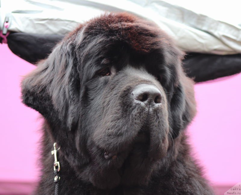 Фото: ньюфаундленд Aquatoriya Kelvin Franshize (Акватория Келвин Франшиза)