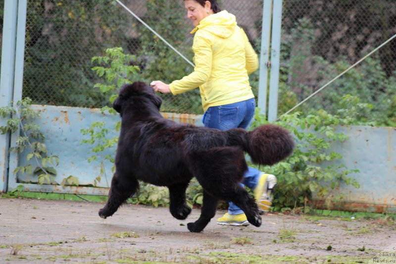 Фото: ньюфаундленд Aquatoriya Kelvin Franshize (Акватория Келвин Франшиза)