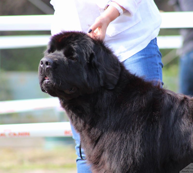 Фото: ньюфаундленд Aquatoriya Kelvin Franshize (Акватория Келвин Франшиза)