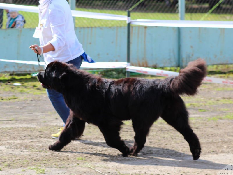 Фото: ньюфаундленд Aquatoriya Kelvin Franshize (Акватория Келвин Франшиза)