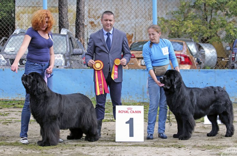 Фото: ньюфаундленд Toptyzhka Geroy Nashego Vremeni (Топтыжка Герой Нашего Времени), ньюфаундленд Zholli Wonderfull iz Medvejyego Yara (Жолли Вандерфулл из Медвежьего Яра)