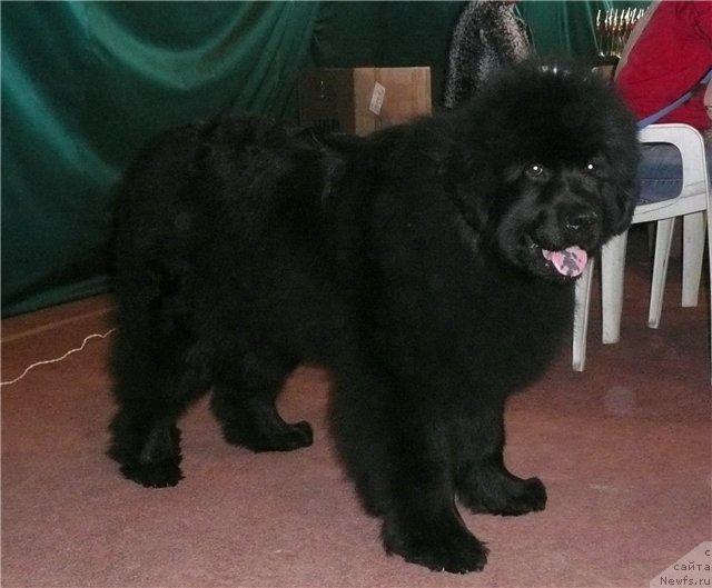 Фото: ньюфаундленд Dans Memori Verona Layf (Данс Мемори Верона Лайф)