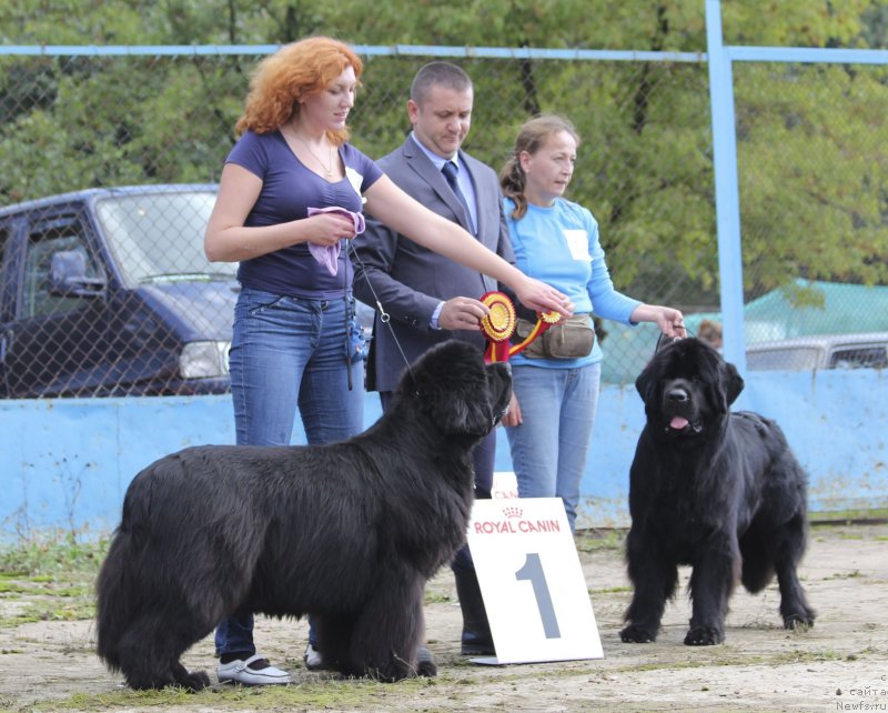 Фото: ньюфаундленд Toptyzhka Geroy Nashego Vremeni (Топтыжка Герой Нашего Времени), ньюфаундленд Zholli Wonderfull iz Medvejyego Yara (Жолли Вандерфулл из Медвежьего Яра)