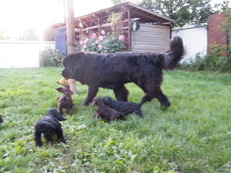 Фото: ньюфаундленд Аlpha Tauri Dinastiya Soverchenstva (Альфа Таури Династия Совершенства)