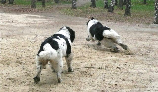 Фото: ньюфаундленд Super Bizon Argo (Супер Бизон Арго), ньюфаундленд Plyushevaya Panda La Bella (Плюшевая Панда Ла Белла)