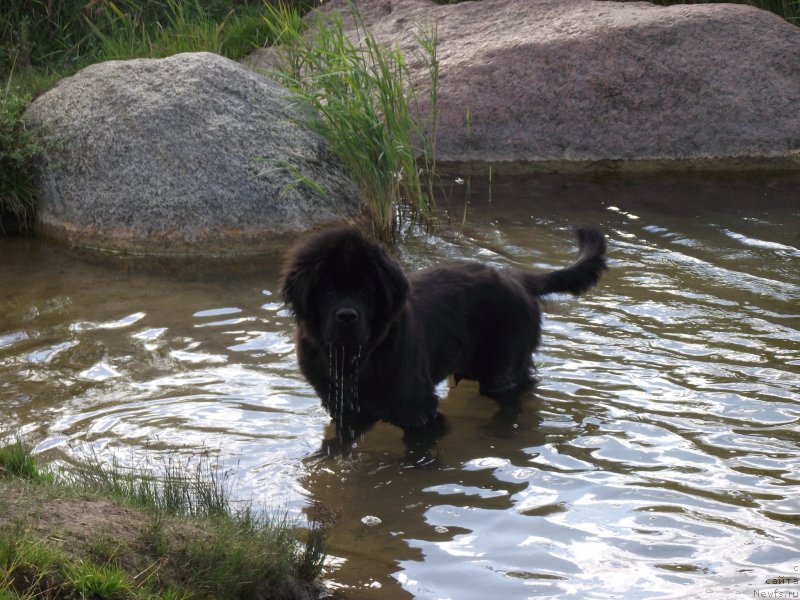Фото: ньюфаундленд Belkonder-Klab Kipling (Белкондер-Клаб Киплинг), ньюфаундленд Belkonder-Klab Kipling (Белкондер-Клаб Киплинг)