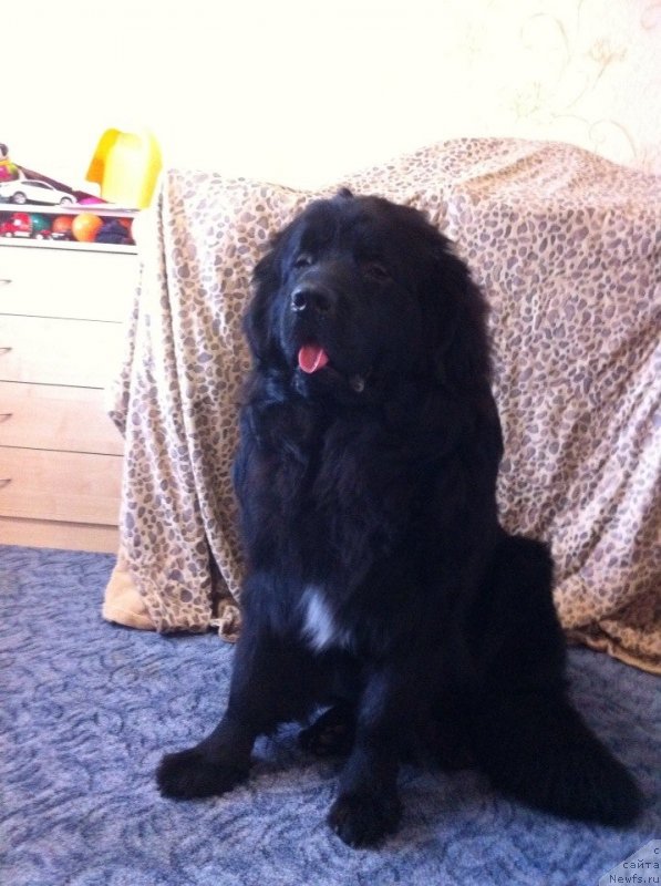 Фото: ньюфаундленд Akvian Song Insayd Mi Vord (Аквиан Сонг Инсайд Ми Ворд)