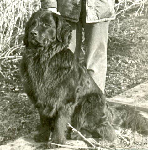 Фото: ньюфаундленд YUdji Greys (Юджи Грейс)