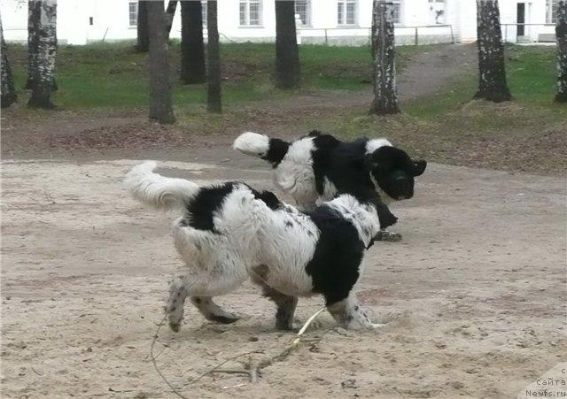 Фото: ньюфаундленд Super Bizon Argo (Супер Бизон Арго), ньюфаундленд Plyushevaya Panda La Bella (Плюшевая Панда Ла Белла)