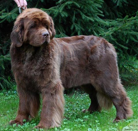 Фото: ньюфаундленд Fantasticheskaya Feya s Berega Dona (Фантастическая Фея с Берега Дона)