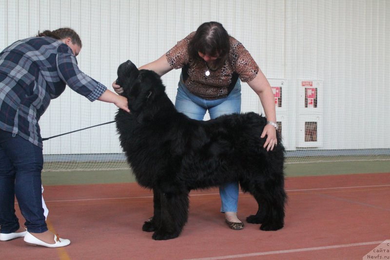 Фото: ньюфаундленд Omar SHerif (Омар Шериф), Lyudmila Ovsyannikova (Людмила Овсянникова), Елена Тимкина