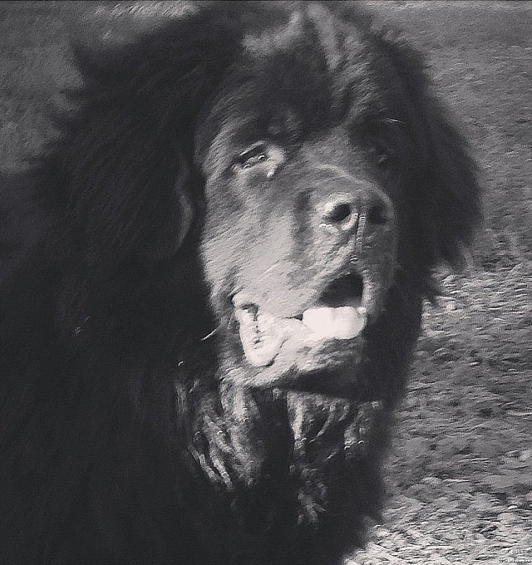 Фото: ньюфаундленд CHeyz Kaden Kleve Led (Чейз Каден Клеве Лед)