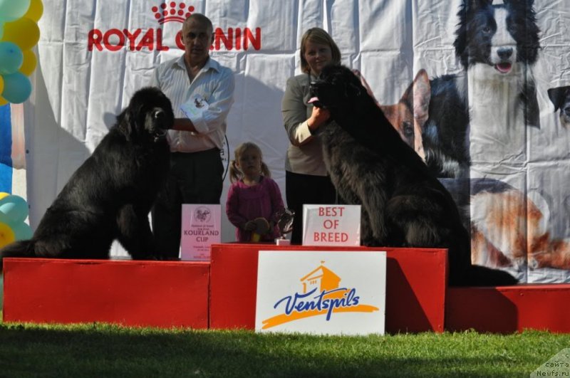 Фото: ньюфаундленд Zvezdnij Dar Agassi (Звездный Дар Агасси), ньюфаундленд Zara Clark Zvezdnij Dar
