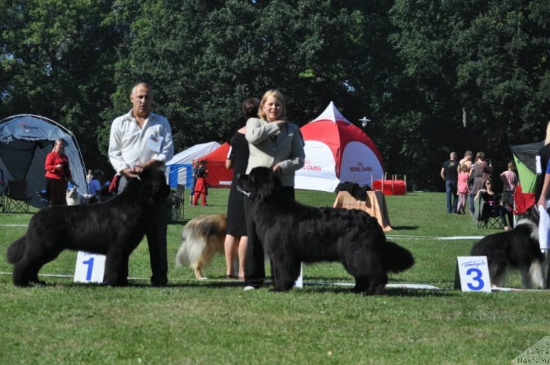Фото: ньюфаундленд Zvezdnij Dar Agassi (Звездный Дар Агасси), ньюфаундленд Kind Heart Midnight Bear