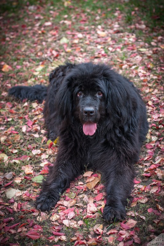 Фото: ньюфаундленд Vojdi Atlantidyi Gabbi (Вожди Атлантиды Габби)