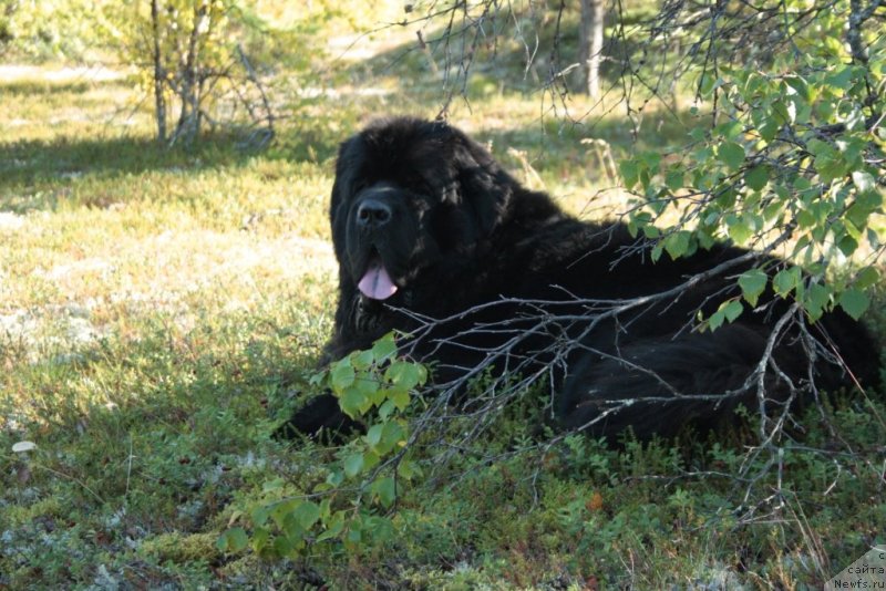 Фото: ньюфаундленд Beguschaya po Volnam Zero Kool (Бегущая по Волнам Зеро Коол)