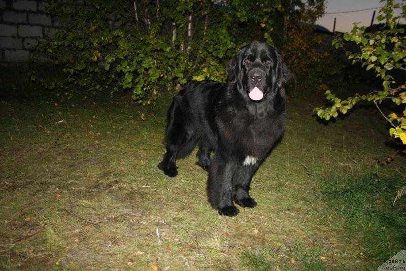 Фото: ньюфаундленд Neretum Tribe Xagrid