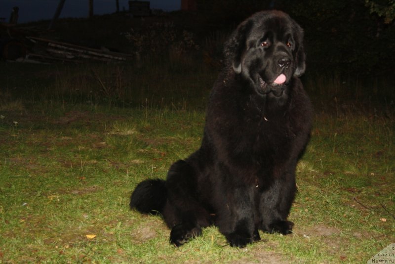 Фото: ньюфаундленд YAntarnaya Mechta (Янтарная Мечта)