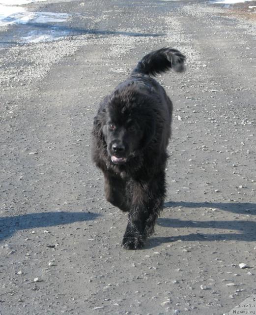 Фото: ньюфаундленд Zhasmine Severny Caprice iz Medvejyego Yara (Жасмин Северный Каприз из Медвежьего Яра)