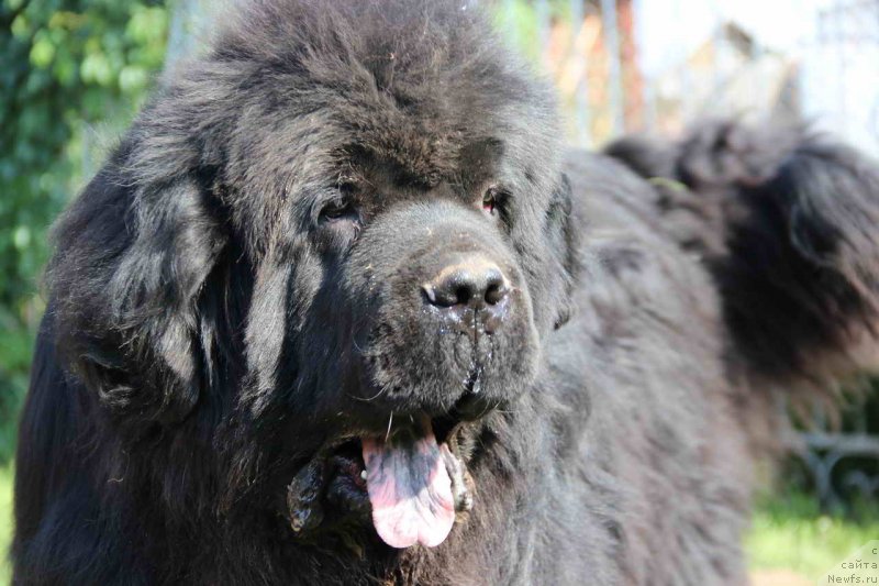 Фото: ньюфаундленд Baloven' Sud'byi (Баловень Судьбы)