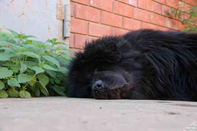 Фото: ньюфаундленд N'yufort Lunnyiy Barhat (Ньюфорт Лунный Бархат)