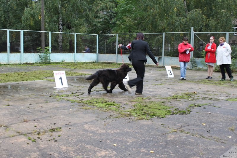 Фото: ньюфаундленд Lunnaya Sonata Dlya Elenyi Grand Byebi (Лунная Соната Для Елены Гранд Бэби)
