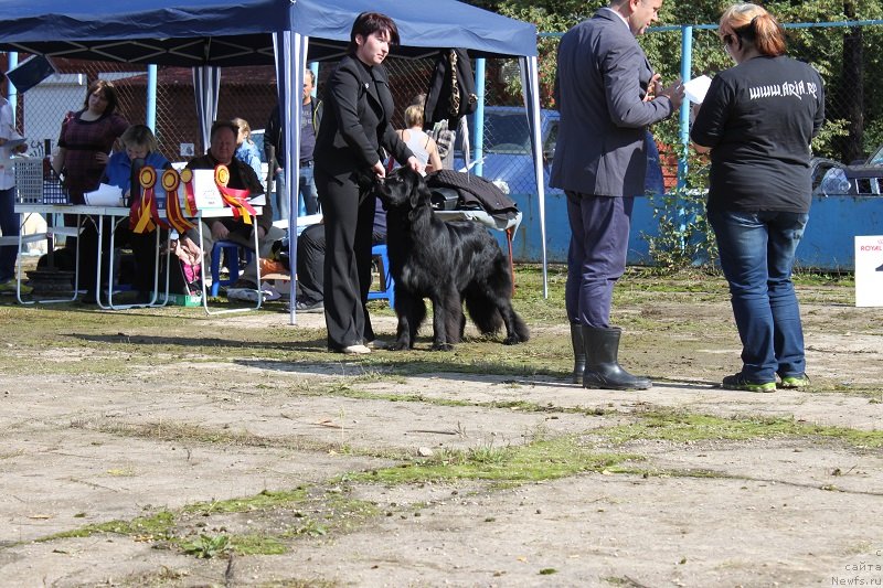 Фото: ньюфаундленд Imperatrica Semi Morey (Императрица Семи Морей)