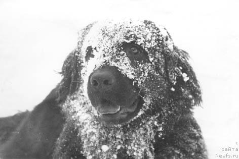 Фото: ньюфаундленд Madji Vikki (Маджи Викки)