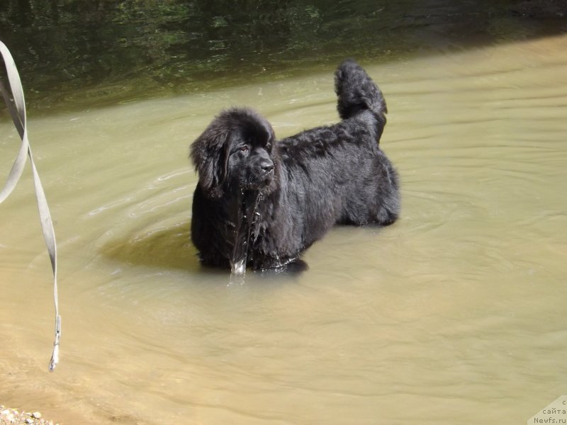 Фото: ньюфаундленд Sent Djons Gvendolin Glorius Garden (Сент Джонс Гвендолин Глориус Гарден)